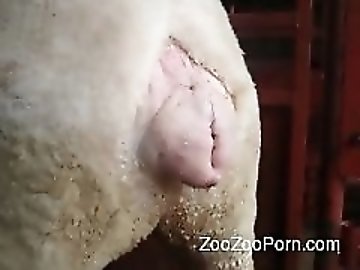 Top zoo Porn